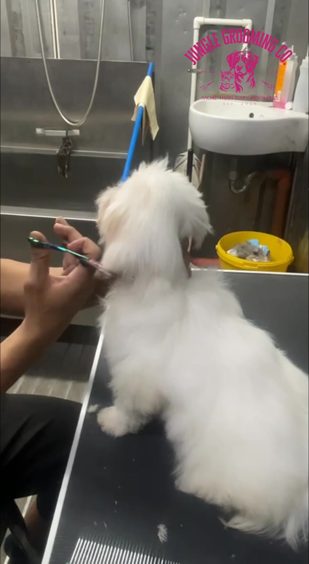 Another day of making pets look their best! ️🐾 Book your grooming ...