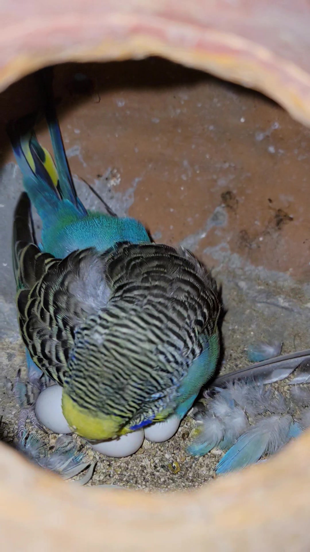Rifat Birds Emperor Jamalpur - RBEJ | Jamalpur Sadar Upazila