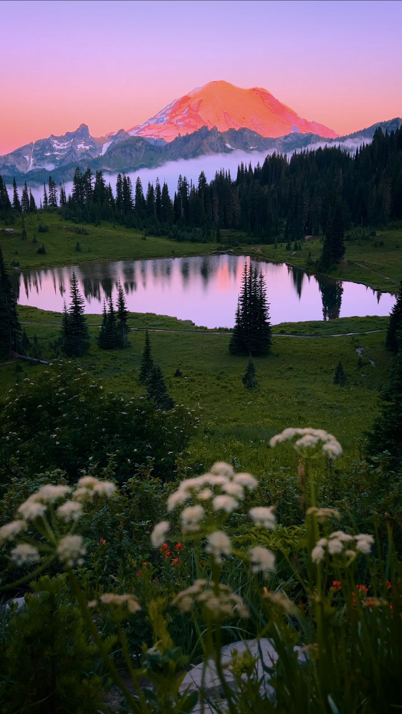 A crazy sunrise flower bloom at Mount Rainier 🏔️ Mount Rainier is one ...