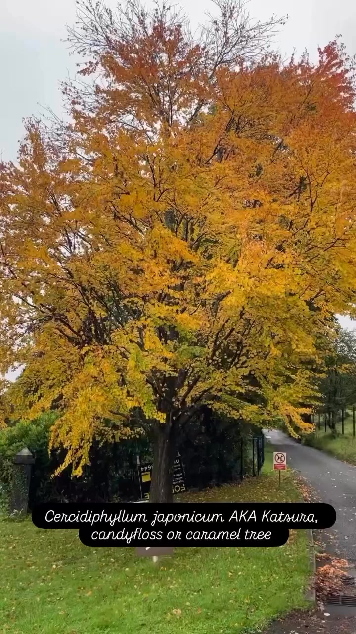 📷 @estherpotts Cercidiphyllum japonicum, known as the Katsura, is a ...