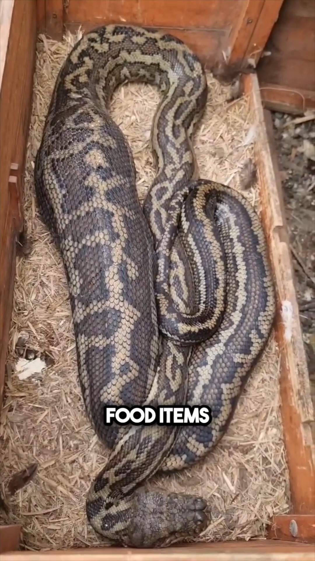 This cheeky python got a LARGE feed! Stuart headed out to yet another ...