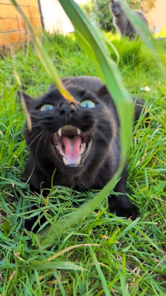 Photo inspiration: Gallery Detail: Octo Leaf Cat Catsofinstagram Cats Blackcatsofinstagram