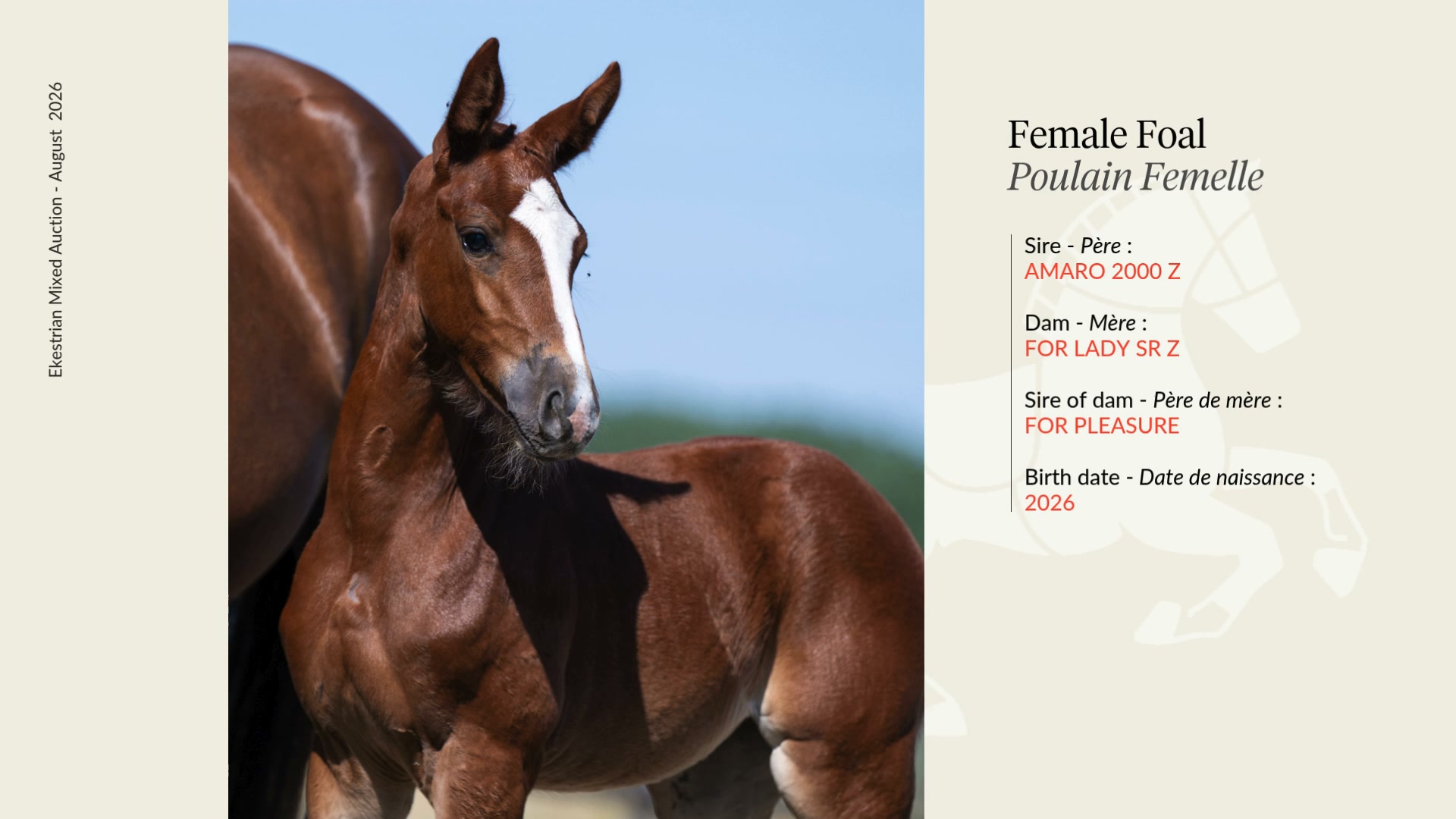 ⭐︎ジュジュ⭐︎② ✨ Lot 3 – So chic 💄! Full of presence, this filly out of a For
