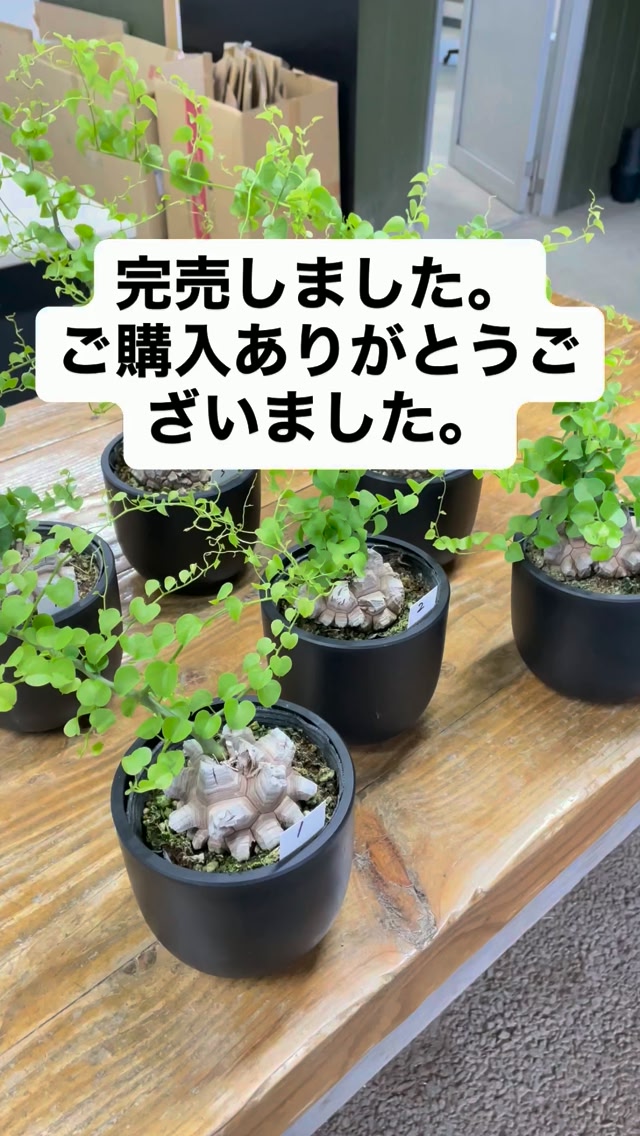 多肉植物工房 花安 - 多肉植物工房 花安 added a new photo — at 多肉
