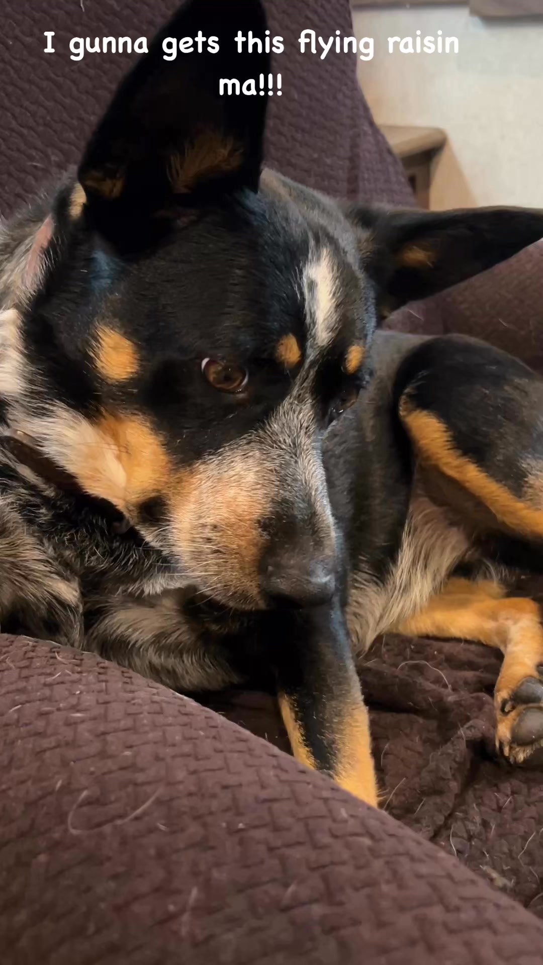 We go for both types of #flyingraisins around here!! 😂 #blueheeler # ...