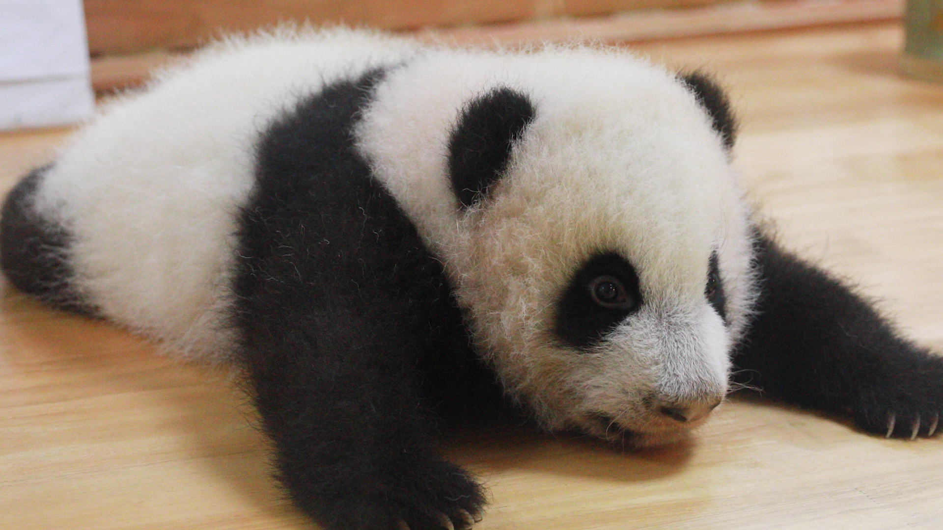 Who wouldn’t fall in love with this panda bear after making eye contact ...