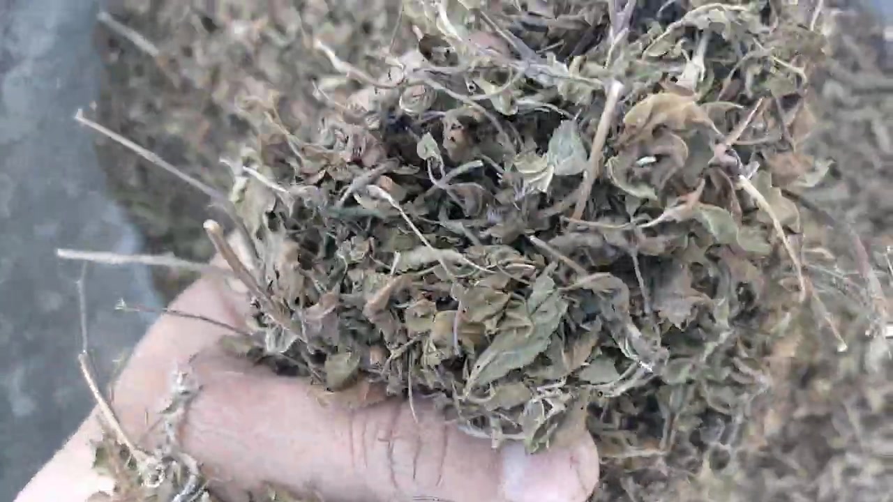 Rama Tulsi Leaves | Available Click on the Link Below to Order To Order ...