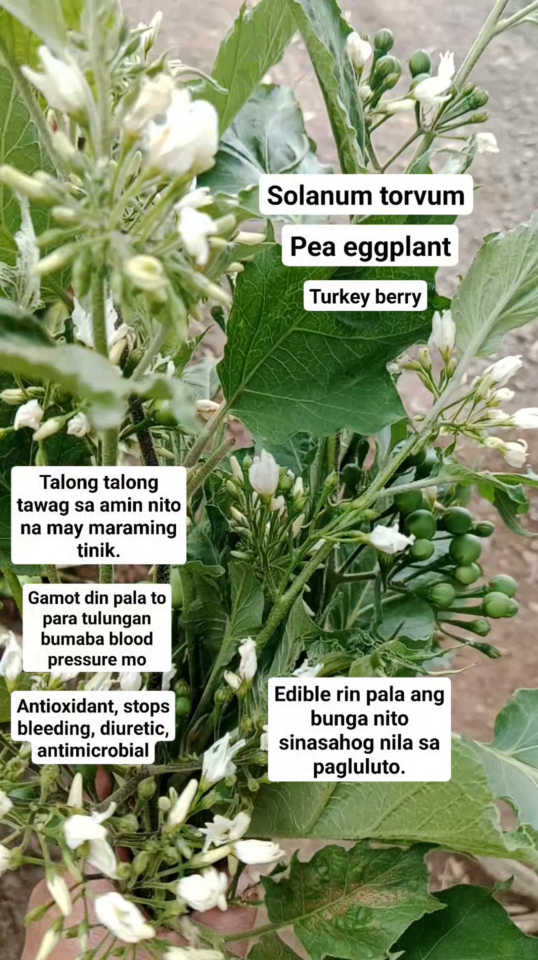 #PeaEggplant #wildeggplant #turkeyberry #Solanumtorvum Sakit kaya ...