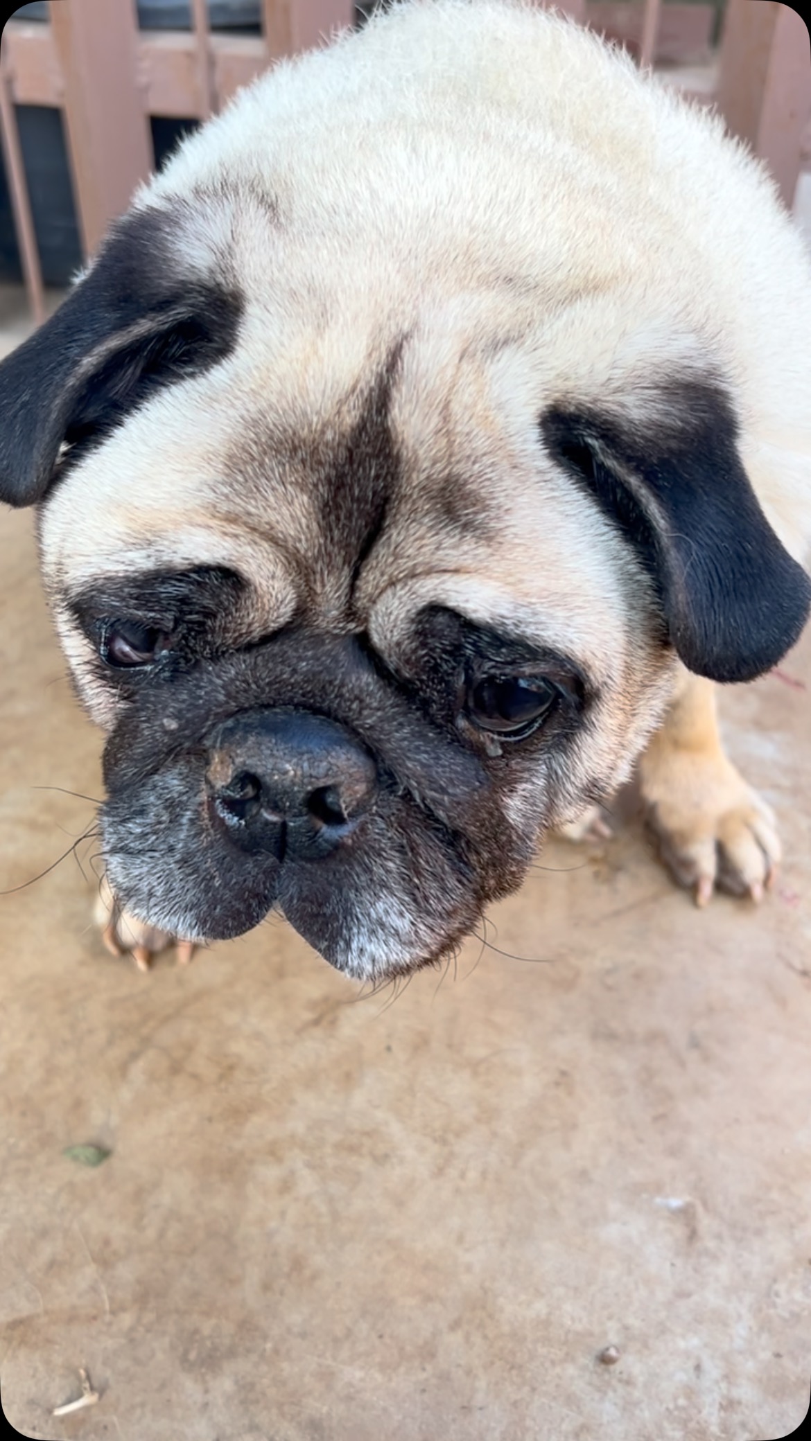 Thank you for helping us help Pugs like Fudge. #puglove #puglife🐾 | Pug ...