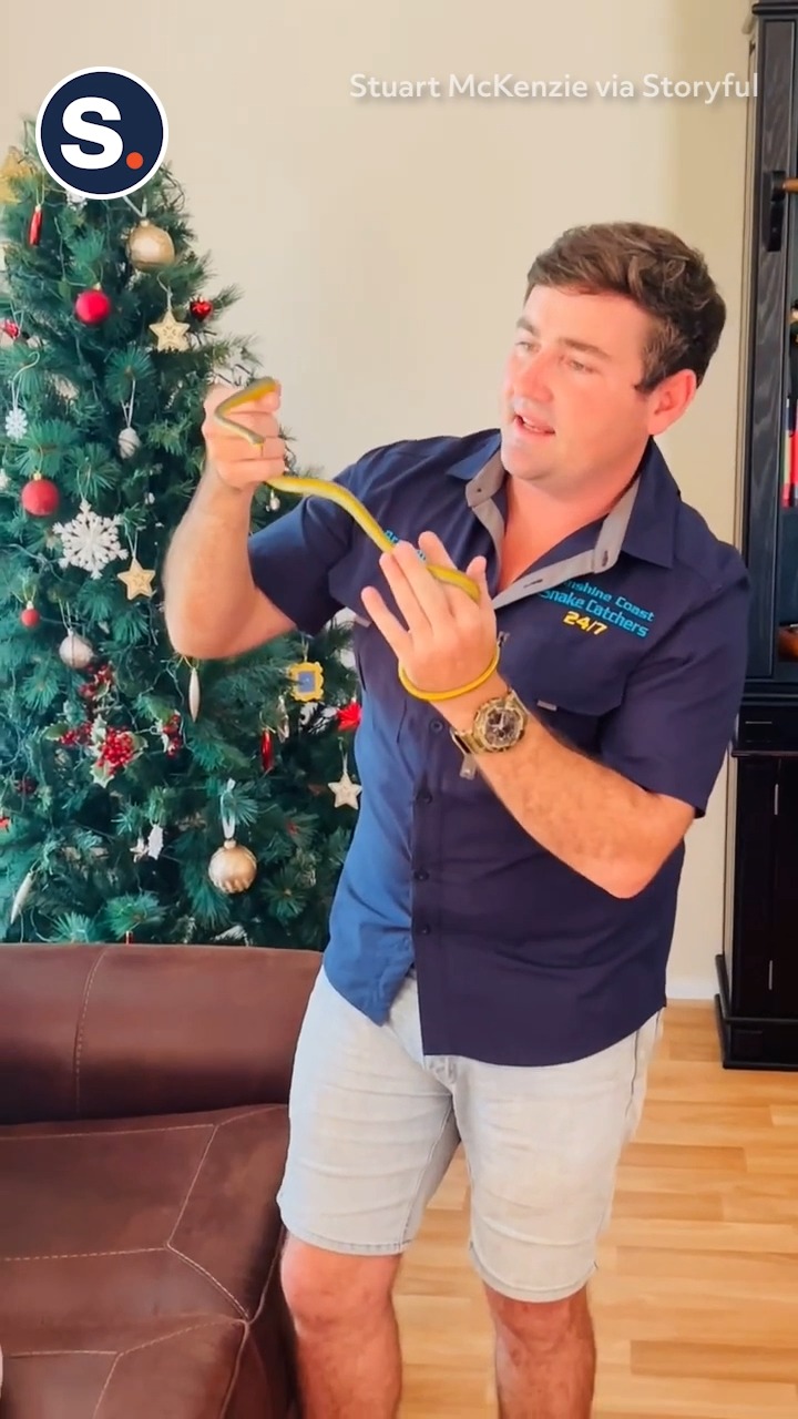 Family Find Snake Slithering Around Christmas Tree | storyful | Facebook
