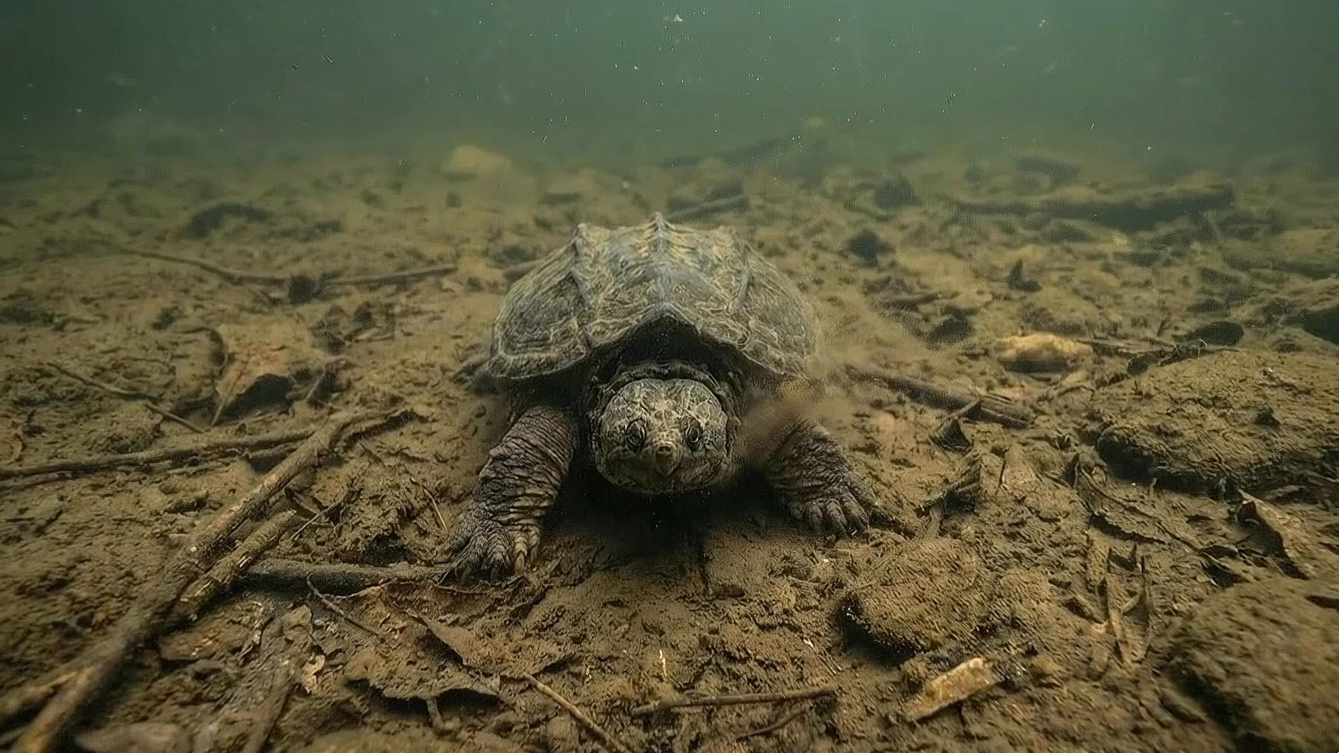 Meet the Alligator Snapping Turtle (Macrochelys temminckii), the ...