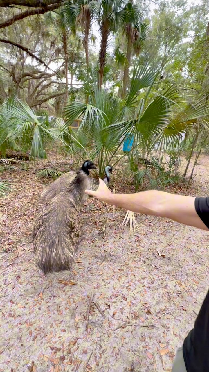 Emu assault!! Pebbles has calmed down quite a bit without any eggs to ...