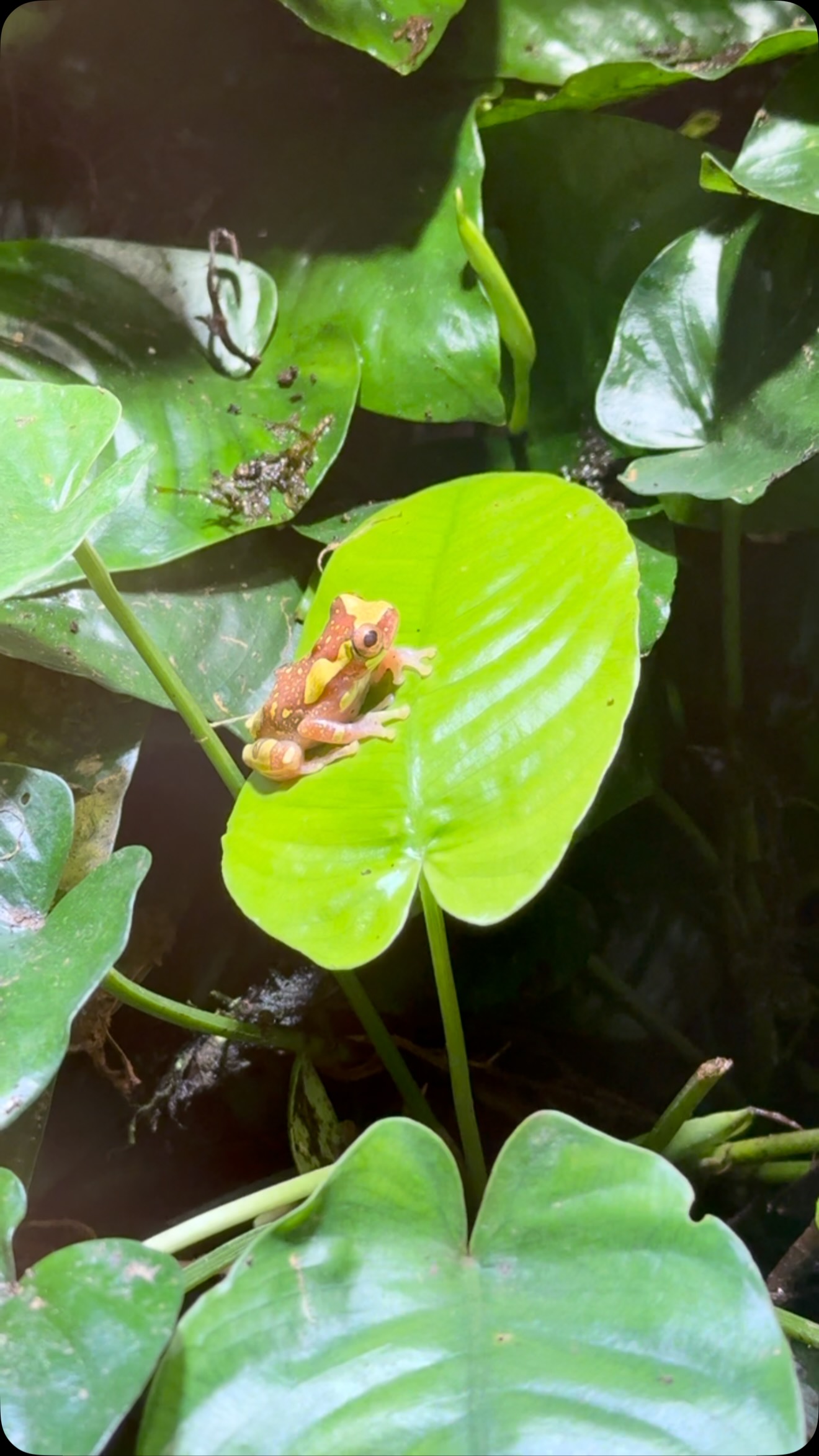 Cleanup #dendrobatidae #rainforest #froschraum #pfeilgiftfrösche #terraristik