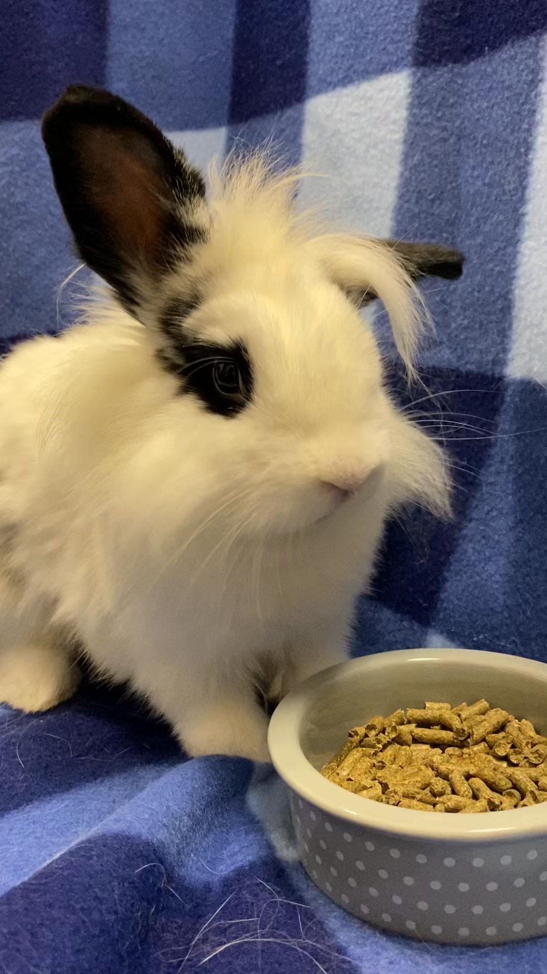 East Bay Rabbit Rescue | Livermore CA