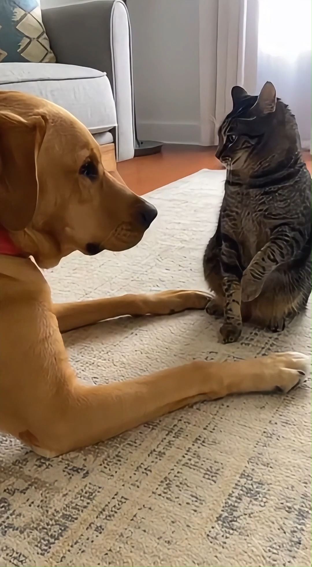Cat Kept Tapping… Dog Lost Patience 😳 #animaldrama,#catdogfunny,# ...