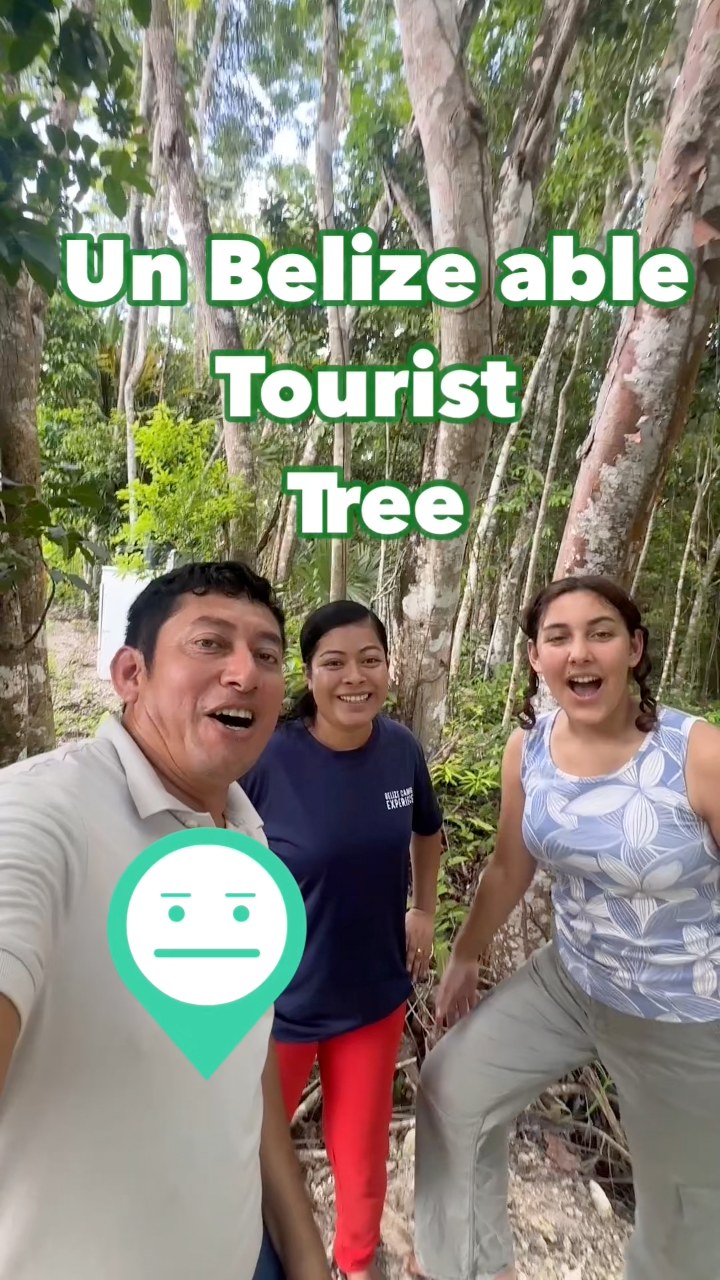 The Tourist Tree of Belize: A Fascinating Natural StoryWe explore the ...