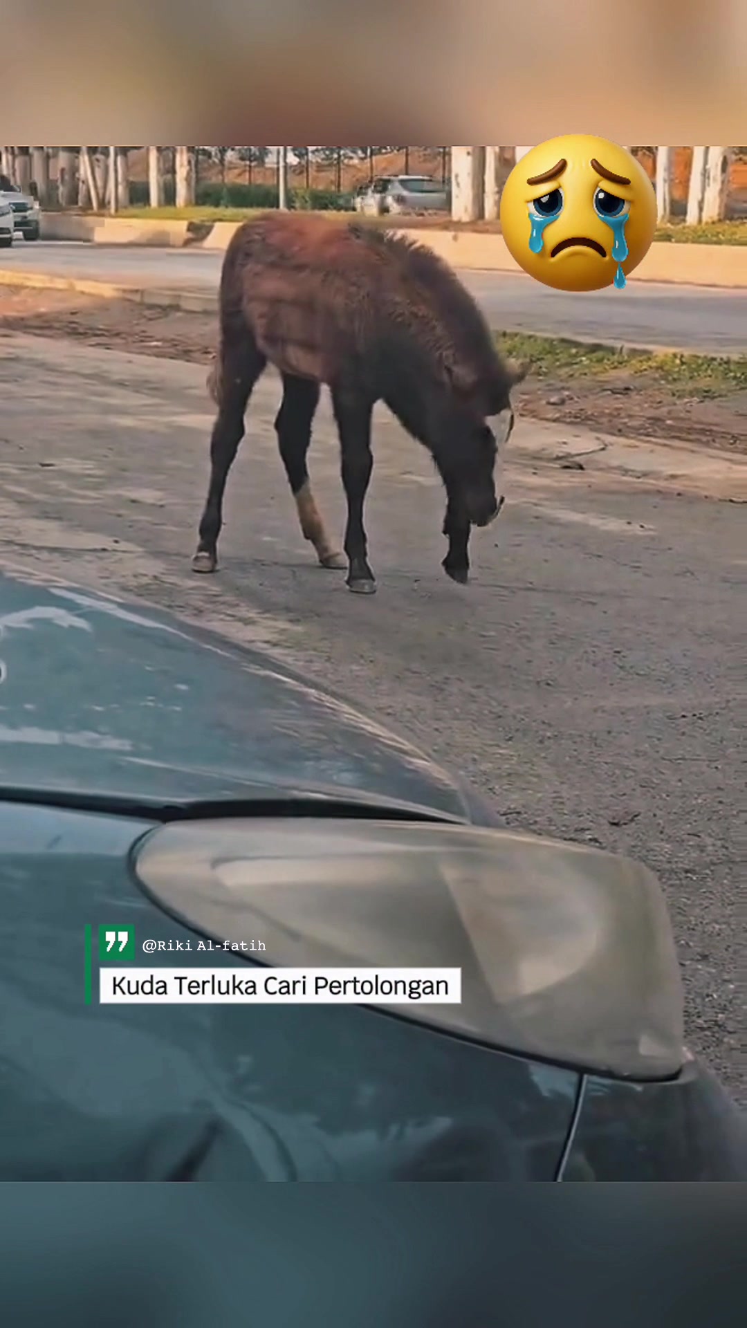 😰😰😰 #kudapacu #horselover #fyp #animals | Riki Al-fatih | Facebook
