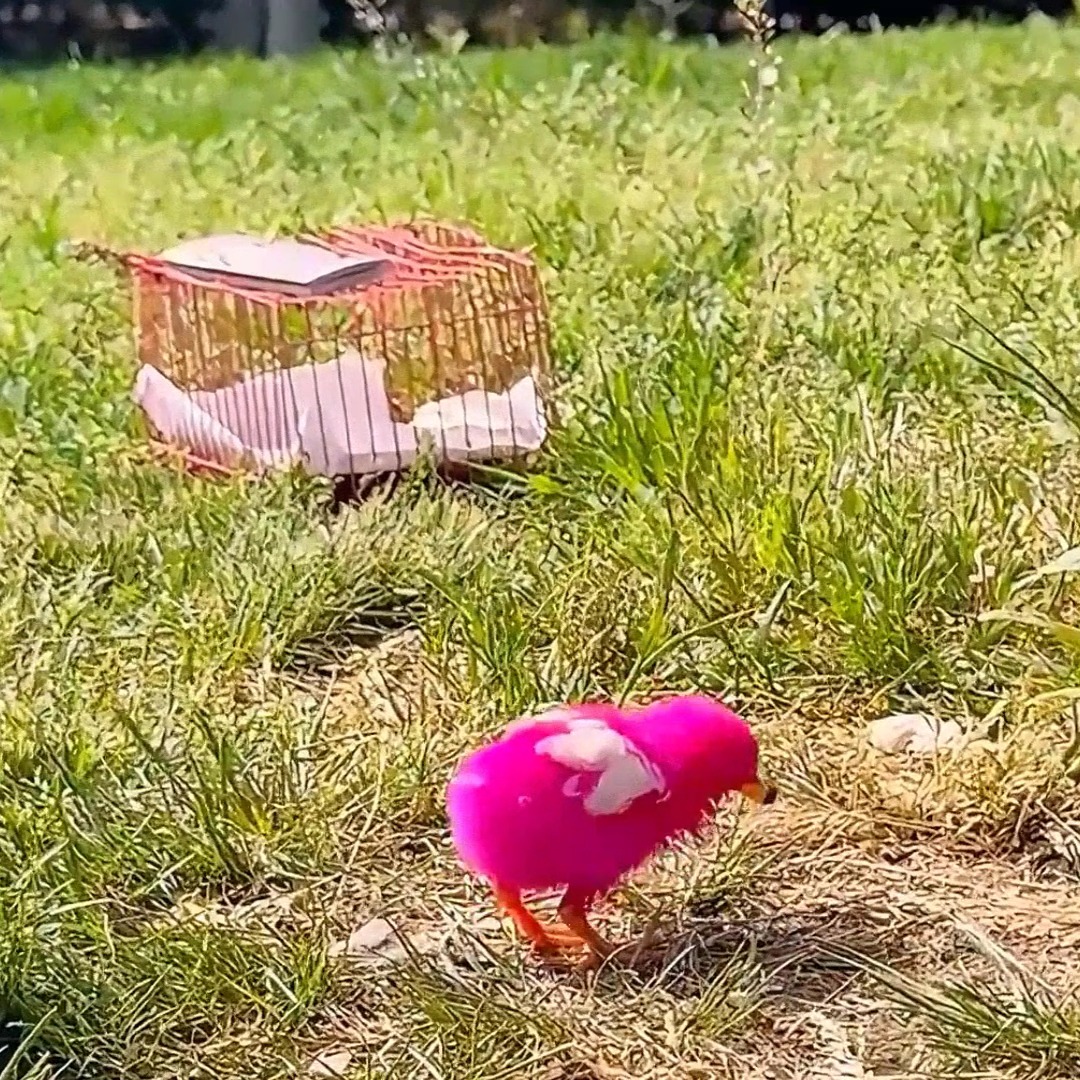 Un pollito rosa fue abandonado en la calle, rescatado por una niña y ...
