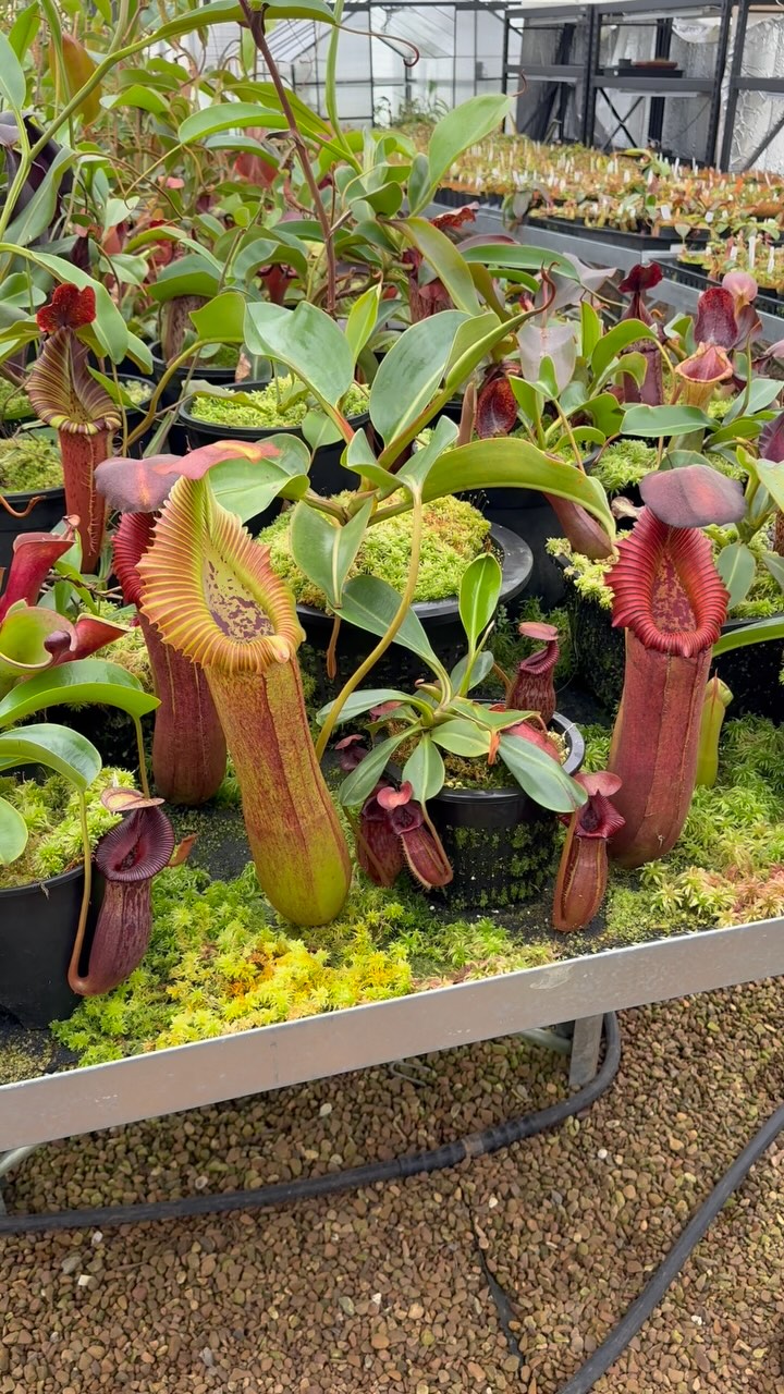Gargantuan trap on N. nebularum x edwardsiana EP!😍🎊