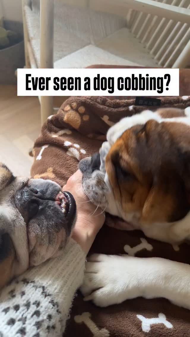 𝐖𝐡𝐚𝐭 𝐢𝐬 𝐃𝐨𝐠 𝐂𝐨𝐛𝐛𝐢𝐧𝐠? Dog cobbing is a gentle and affectionate behavior ...