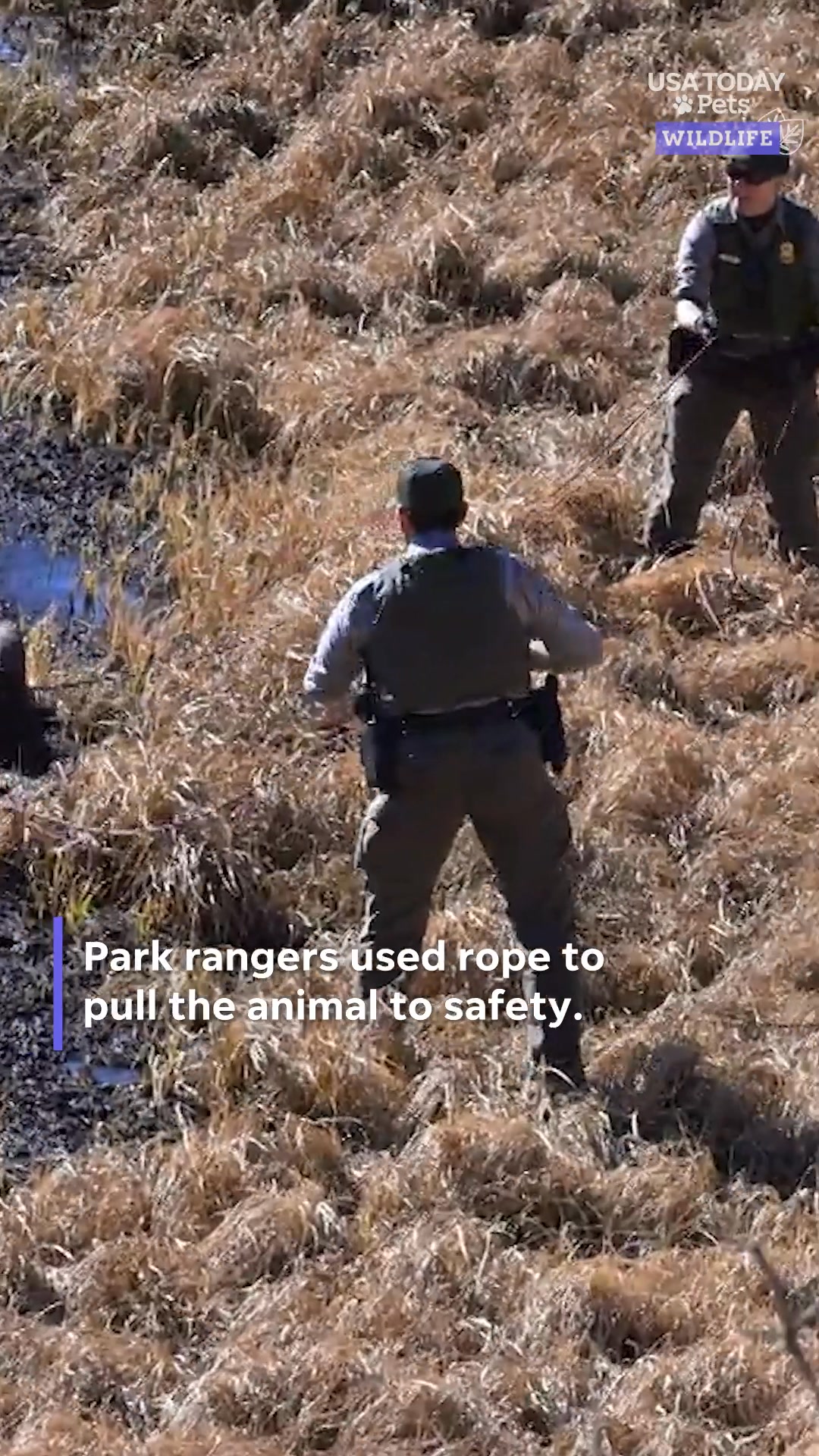 A ram in Rocky Mountain National Park needed some ranger assistance ...