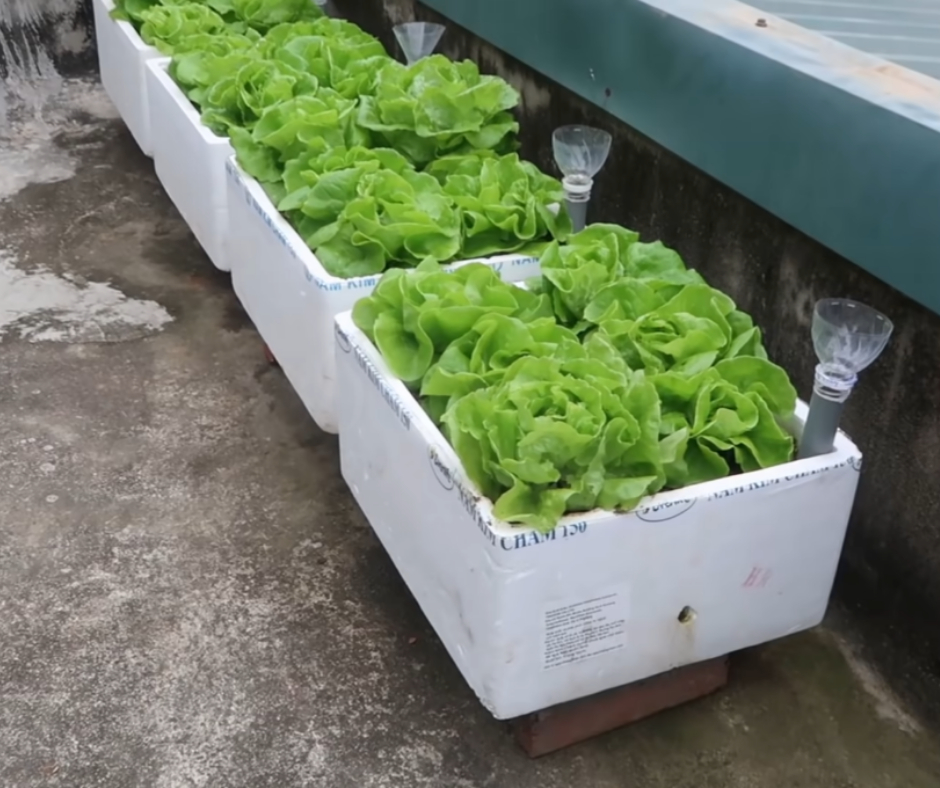 Photo inspiration: Gallery Detail: Turn Styrofoam Boxes Into A Small Veggie Garden DIY Garden