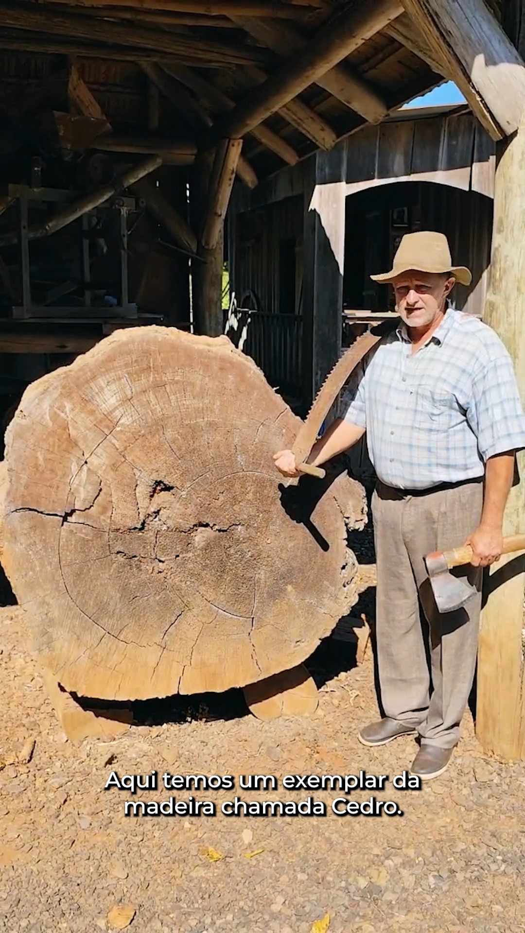 Conheça o poderoso Cedro, muito importante nessa história dos balseiros ...