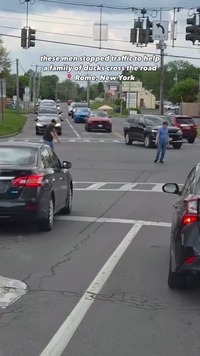 Meanwhile, in Rome… Not all heroes wear capes 🦆 📷 via WKTV | Two ...
