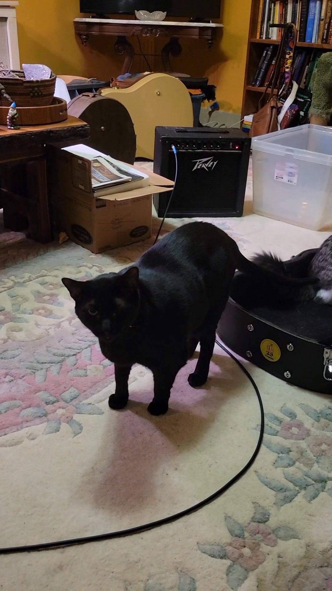More cats in boxes... 🎸 | Lili Dobbyn | Facebook