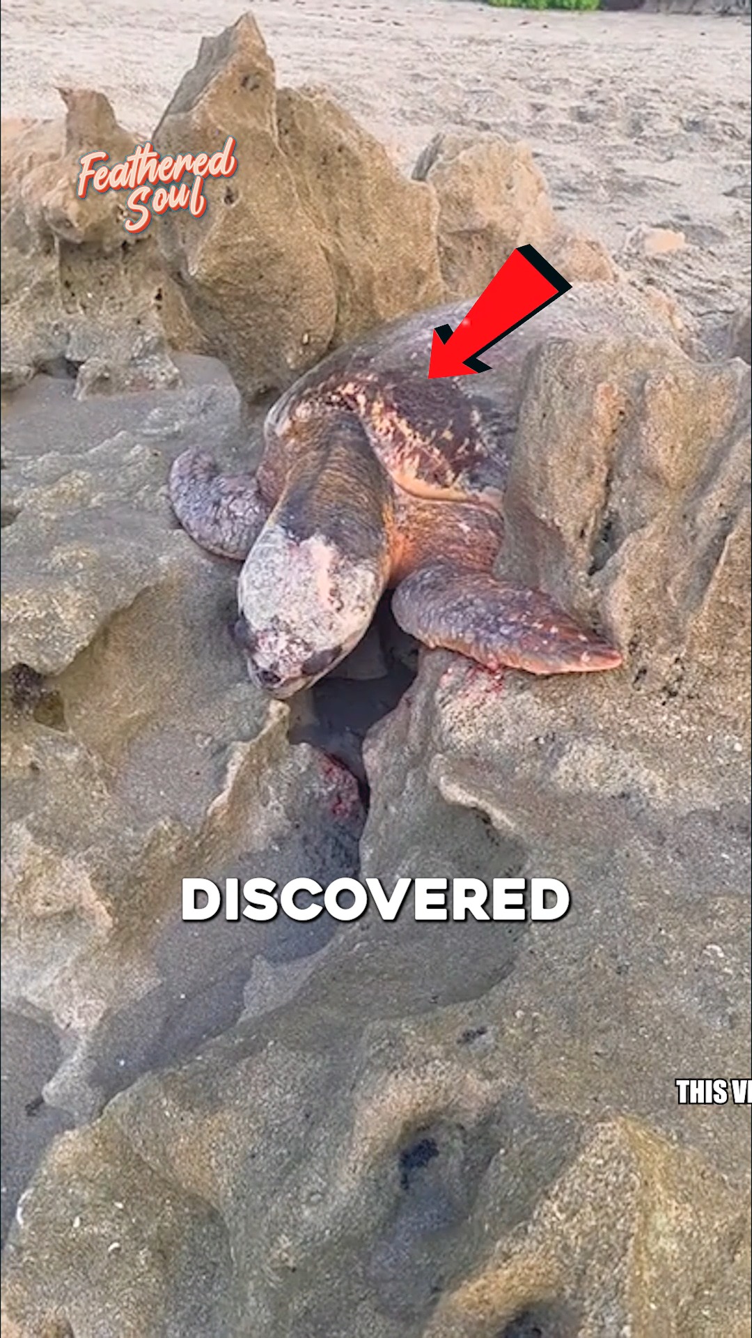 Sea Turtle Rescued from Traps Between Rocks A group of rescuers worked ...