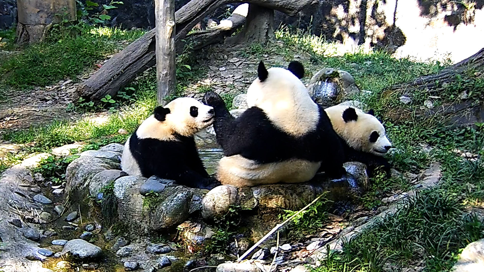 Is this pool party at maximum capacity? Can I squeeze in please? (Yi ...