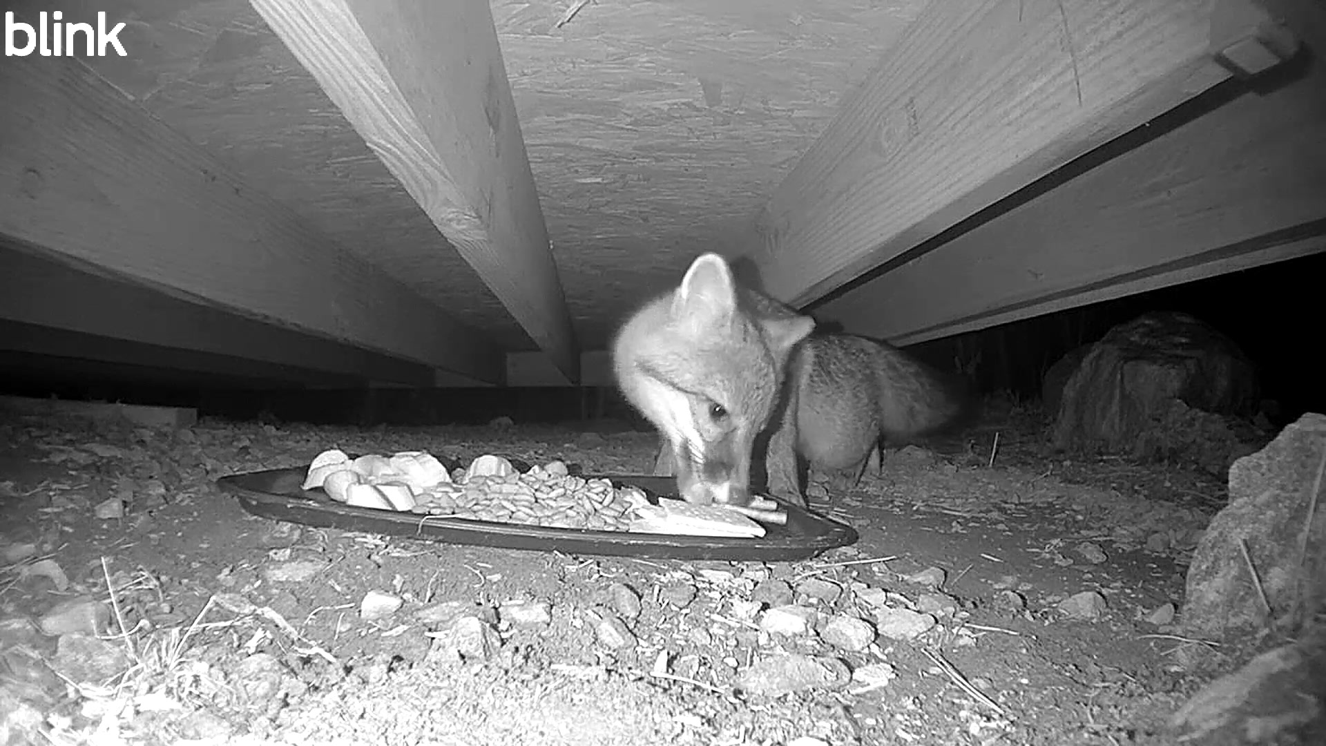 Photo inspiration: Fresh Look at Under The Shed Cam On The Menu Sliced Bananas Dog