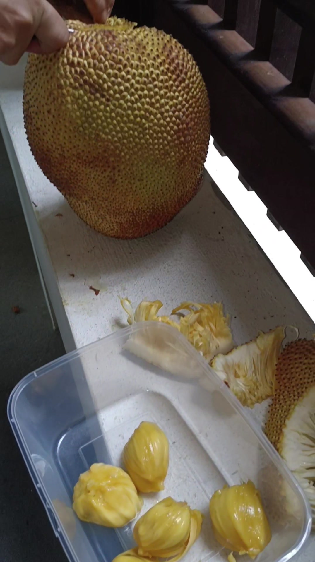 Chempedak fruit with thick flesh