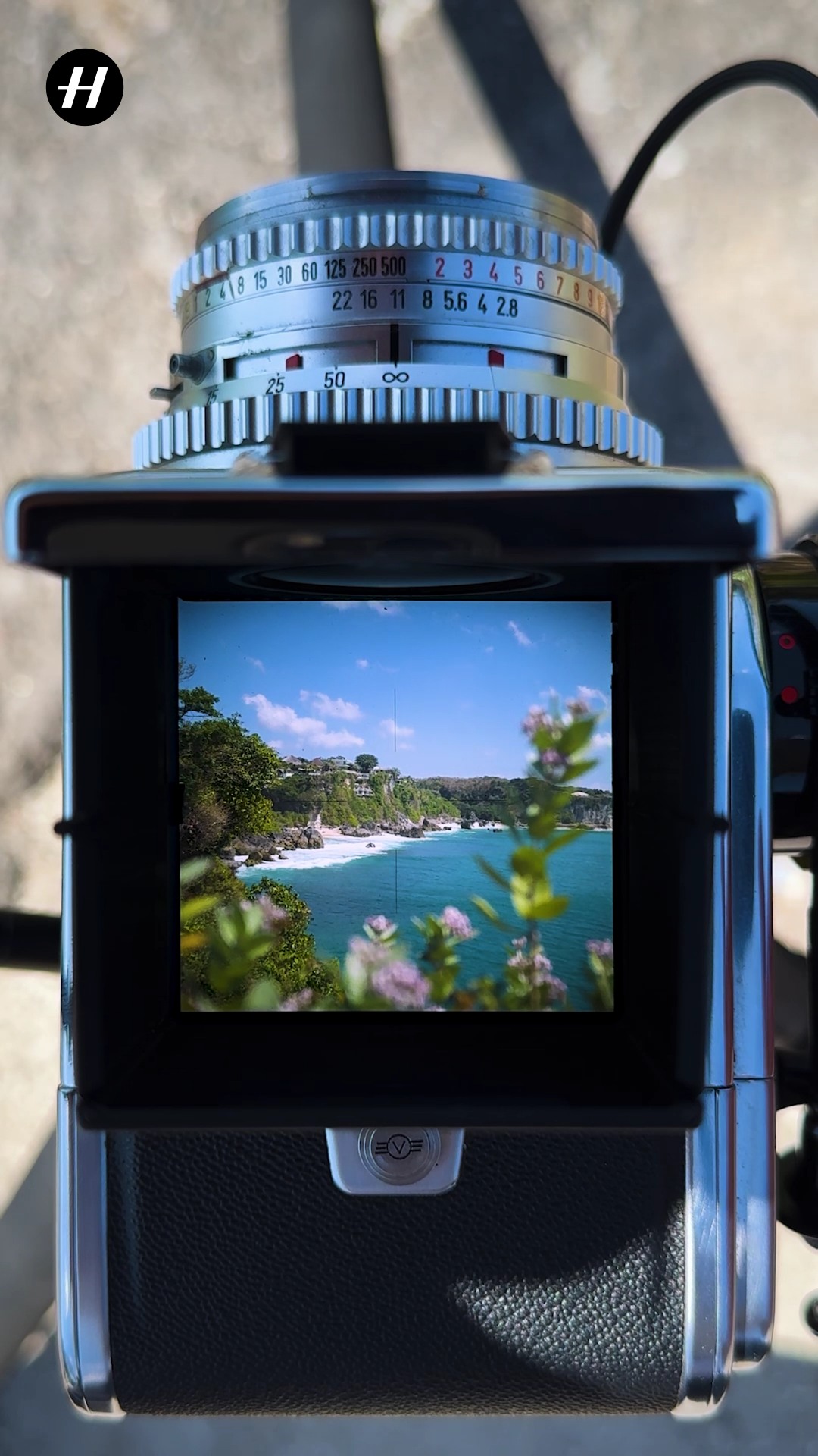 ウエストレベルファインダーを覗けば、夏がそこにいます。スクリーンの