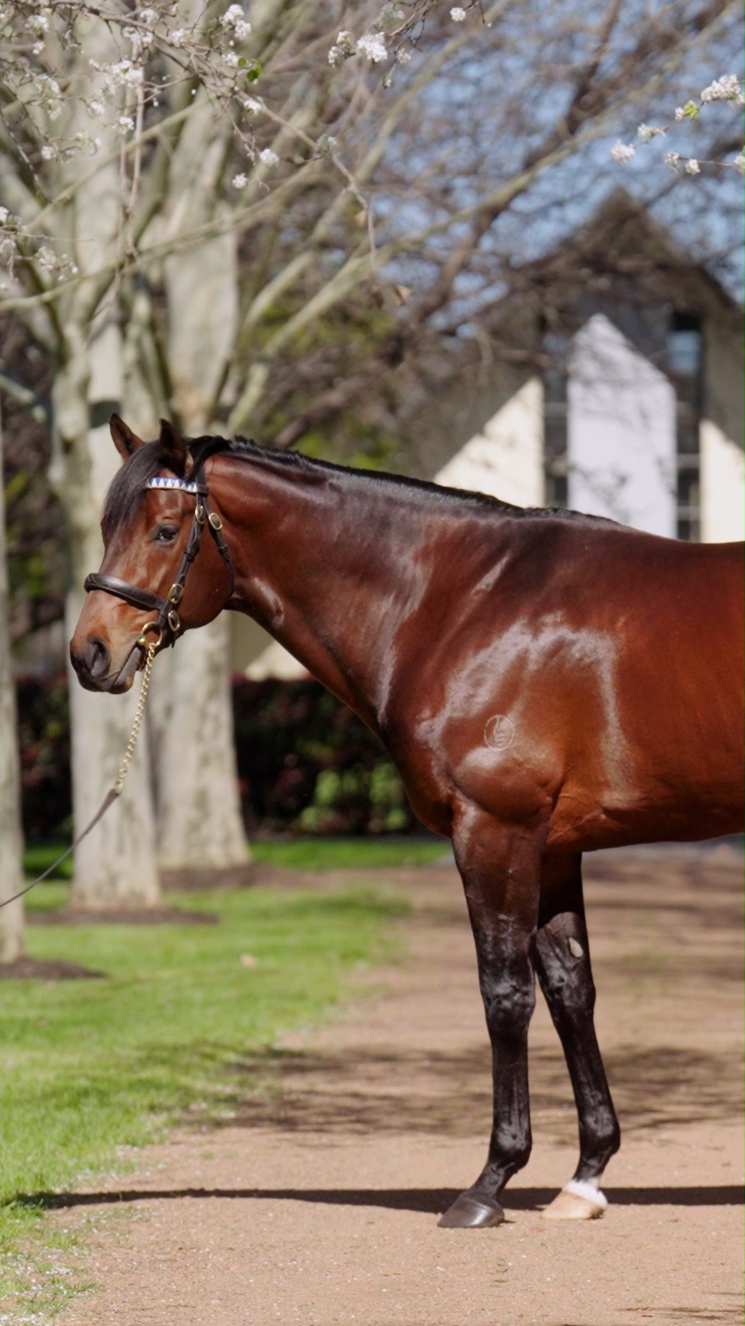 🇦🇺 Back it. First yearlings by #Anamoe, a nine-time G1 winner are here ...
