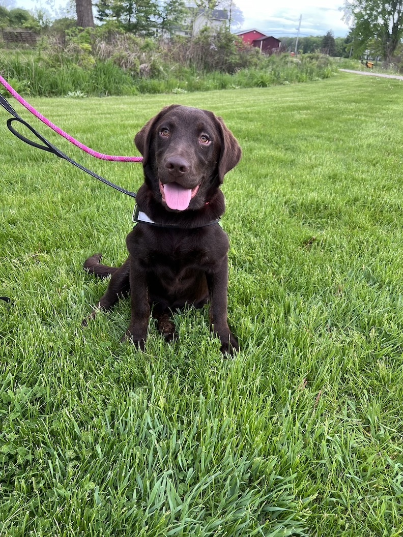 ***Intake Alert - Welcome Willa!*** This sweet 6 month old from PA ...