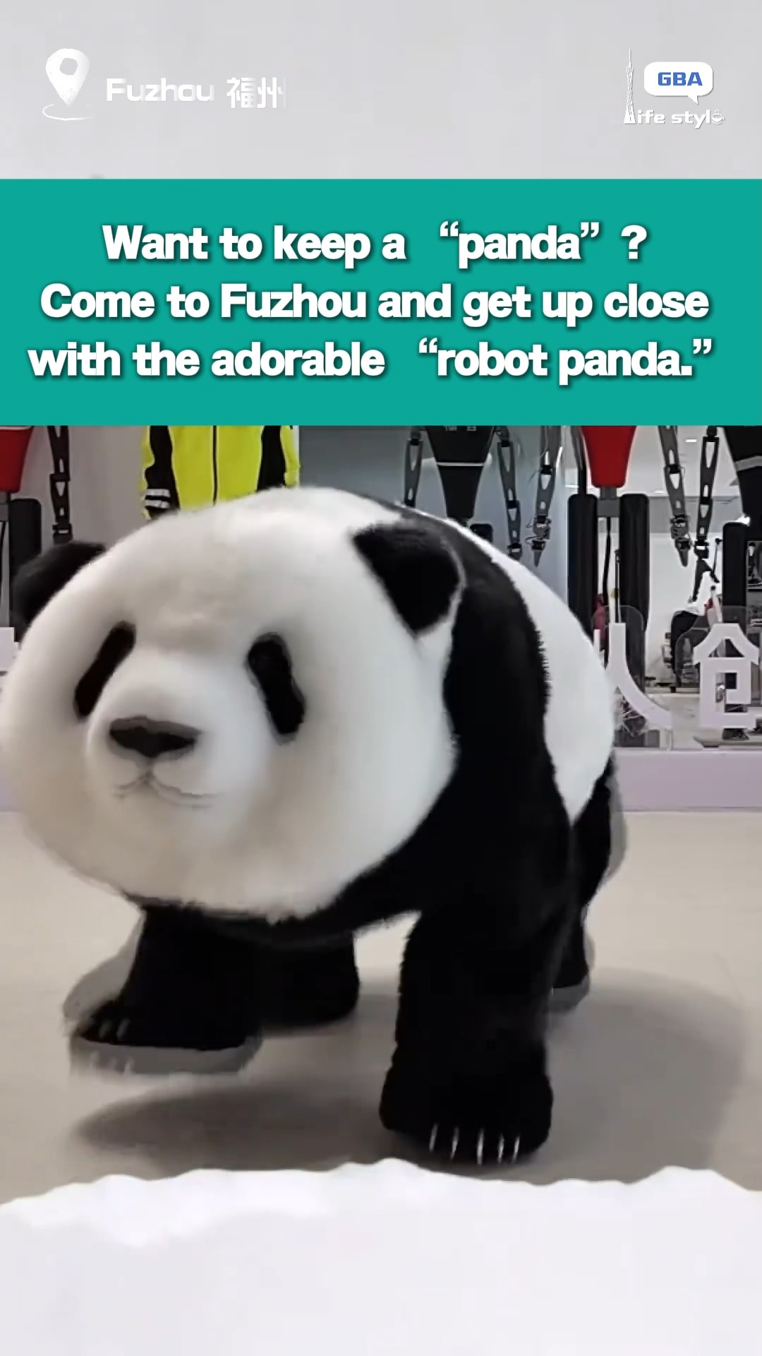 Want to keep a “panda”? Come to Fuzhou and get up close with the