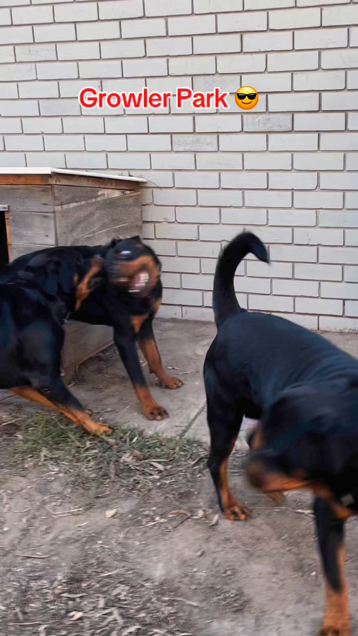 Growler Rottweilers