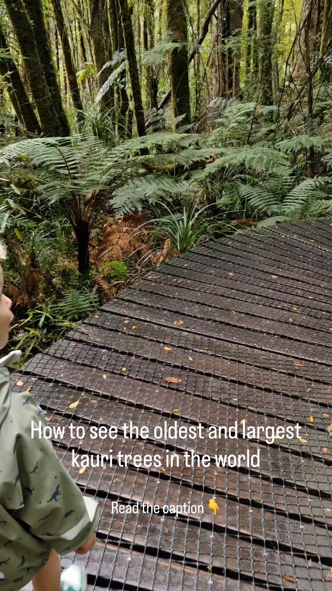 How to see the oldest and largest living kauri trees in the world ...