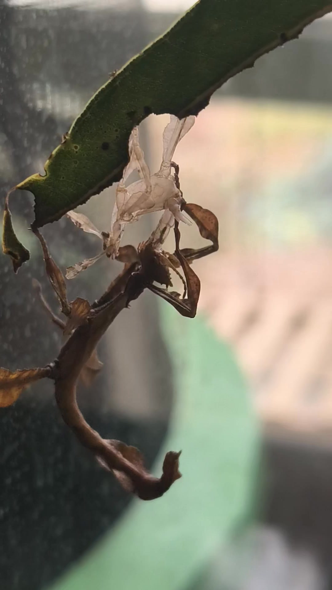 Incredible Insects - spiny leaf insects Canberra | Canberra ACT