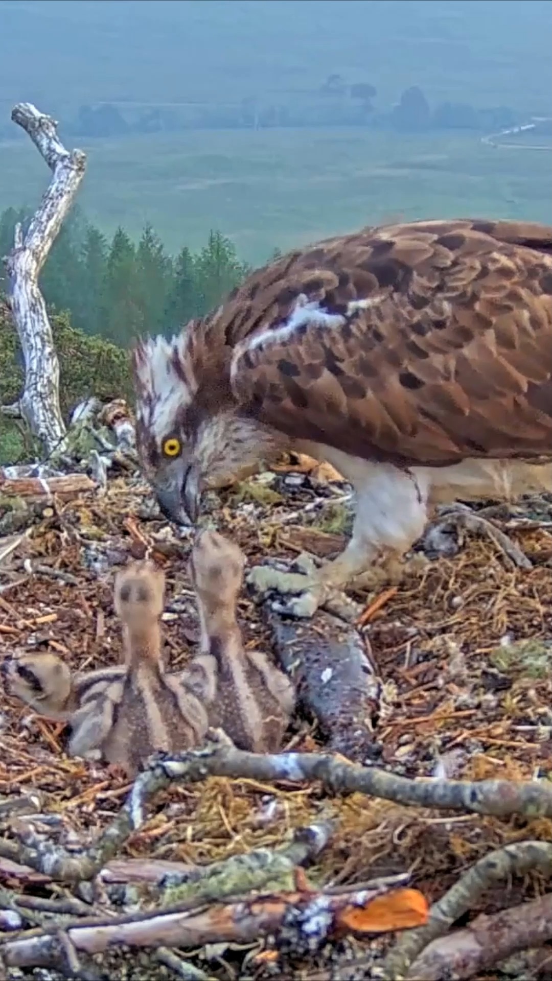 P#962B | Review mother bird feeding her chicks in the nest | the babies ...