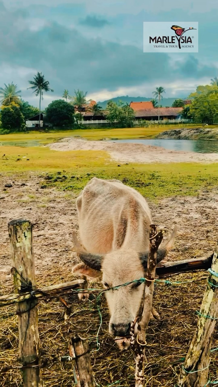 THIS is why Langkawi steals everyone's heart. 💙🌾 Unfiltered