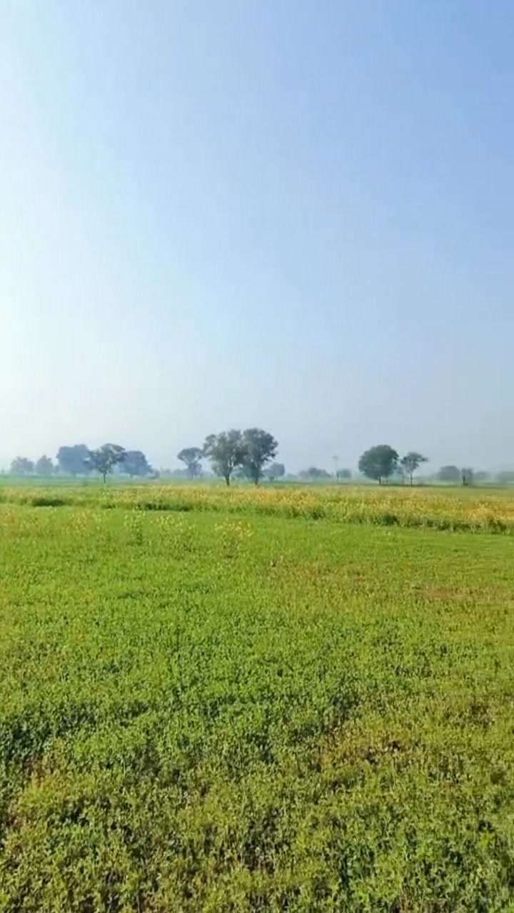 او ہے میں تو رانا صاحب کی روٹی بنا کے رکھ کے ائی کہیں بلی نہ کھا جائے ...