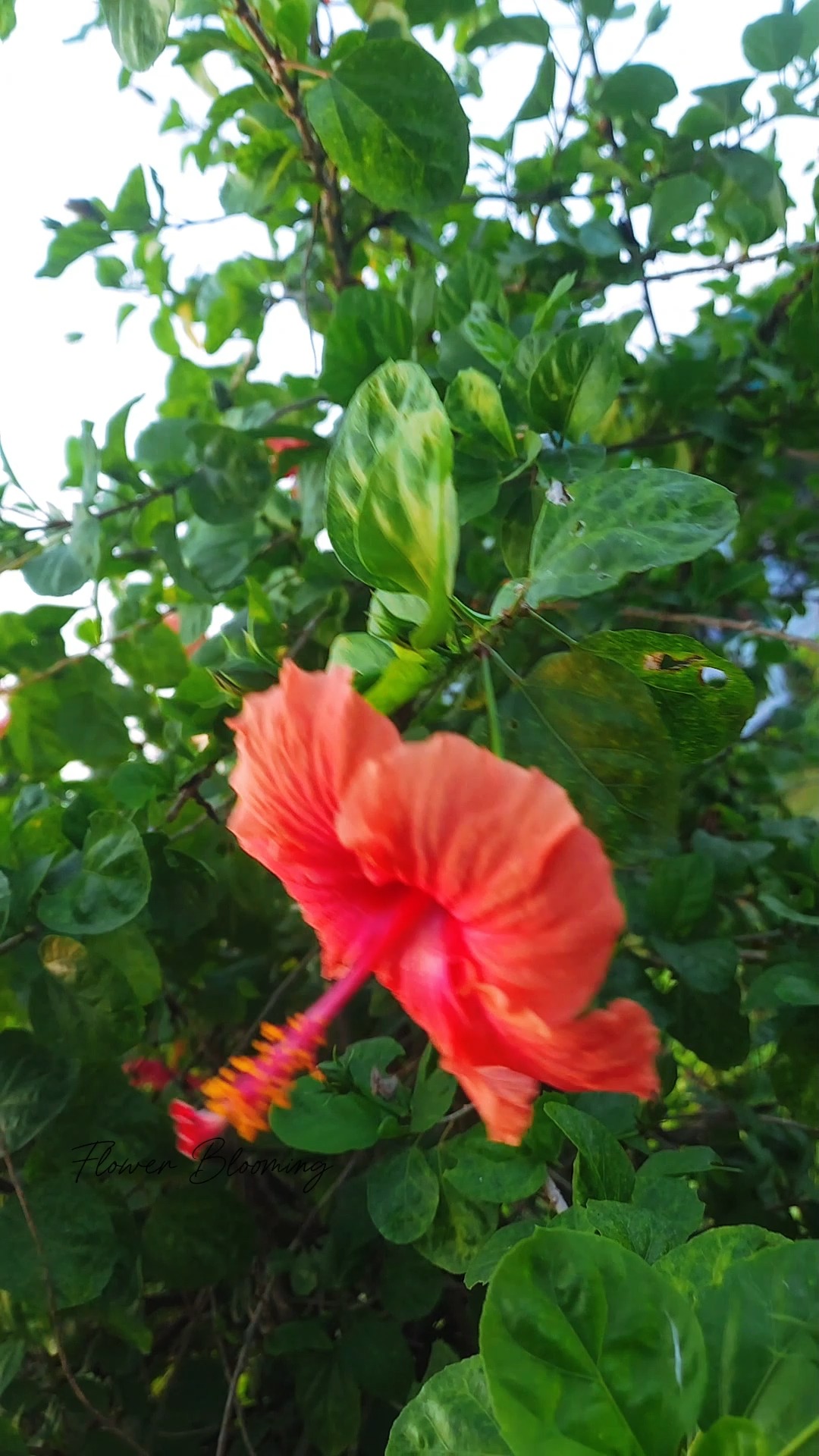Flower Blooming