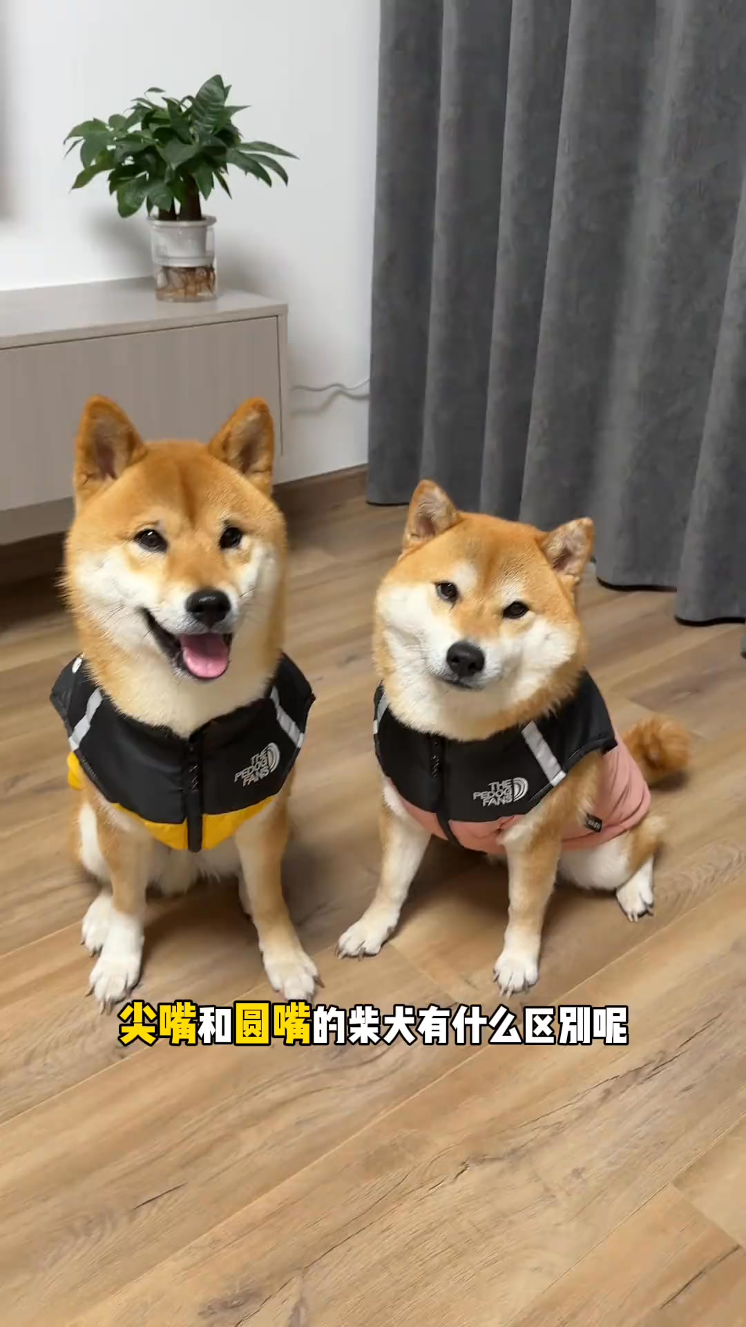 尖嘴和圆嘴的柴犬到底怎么选,他们有哪些区别呢 #柴犬 #柴犬知识 #养狗经验分享 #新手养狗 #柴犬幼犬 | 柴柴小八嘎 | Facebook