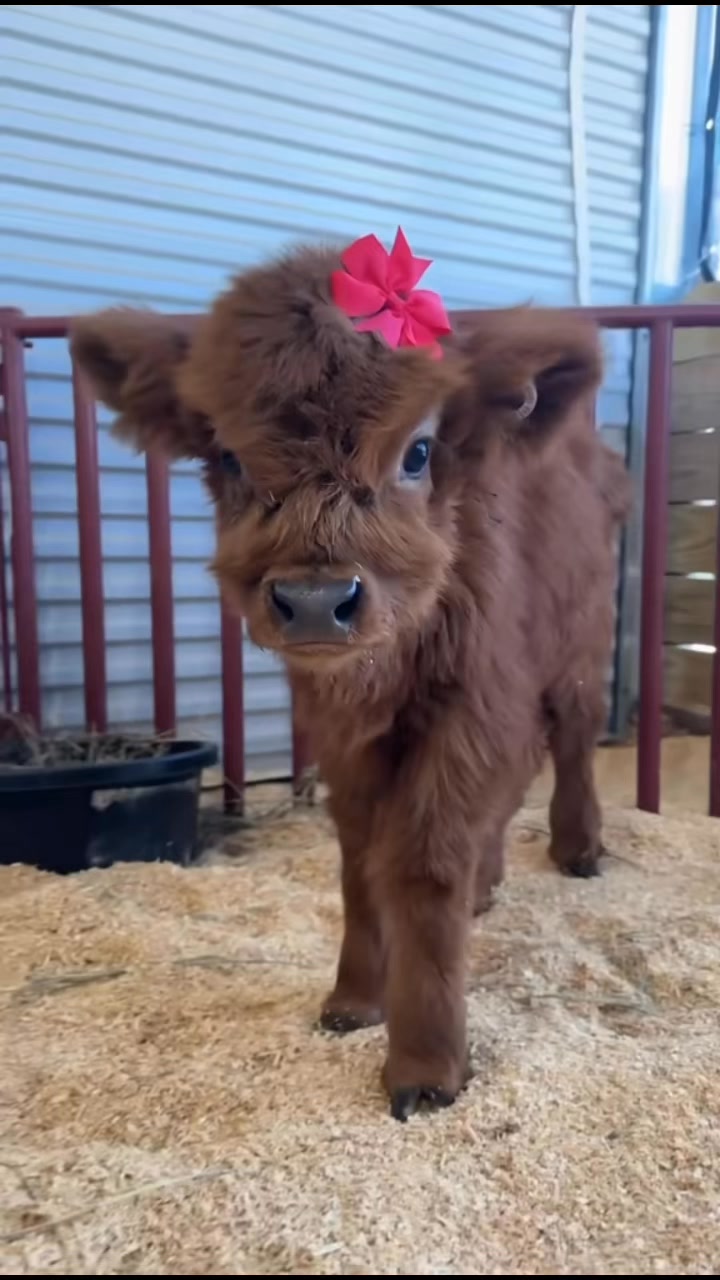 Can’t wait for the barn to be full of calves again! #minimoos #cutebaby ...