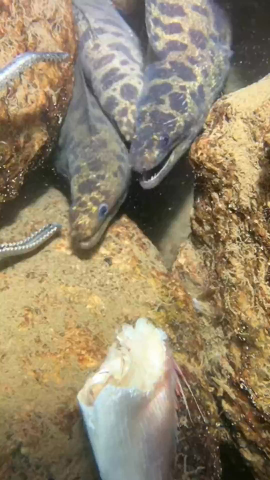 #crab #seaside #lobster #seafood #fish #eel #diving | June Zaka | Facebook