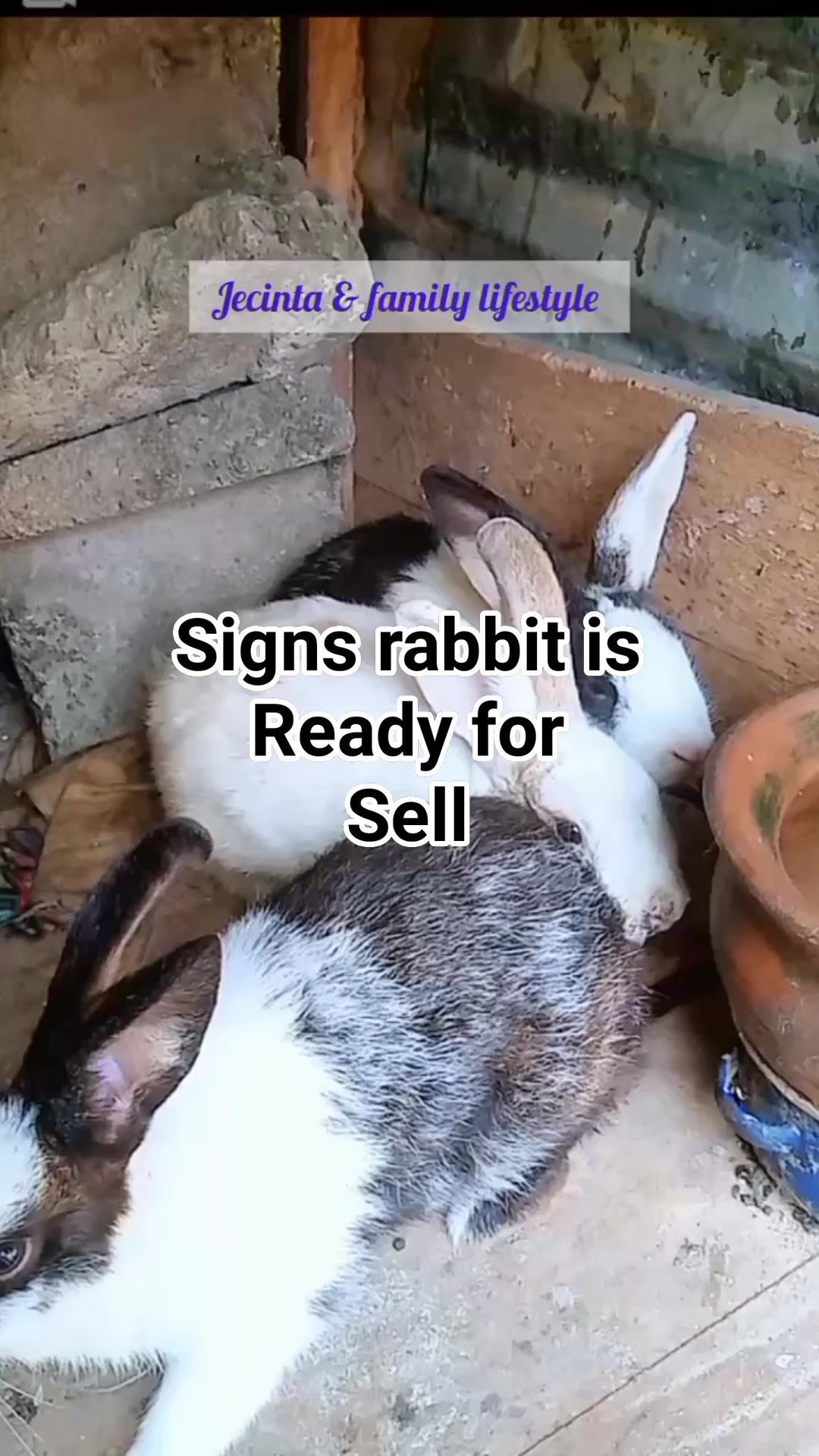 Sell at the right time maximize your returns 🐇💰 #rabbit #farmlife #sell ...