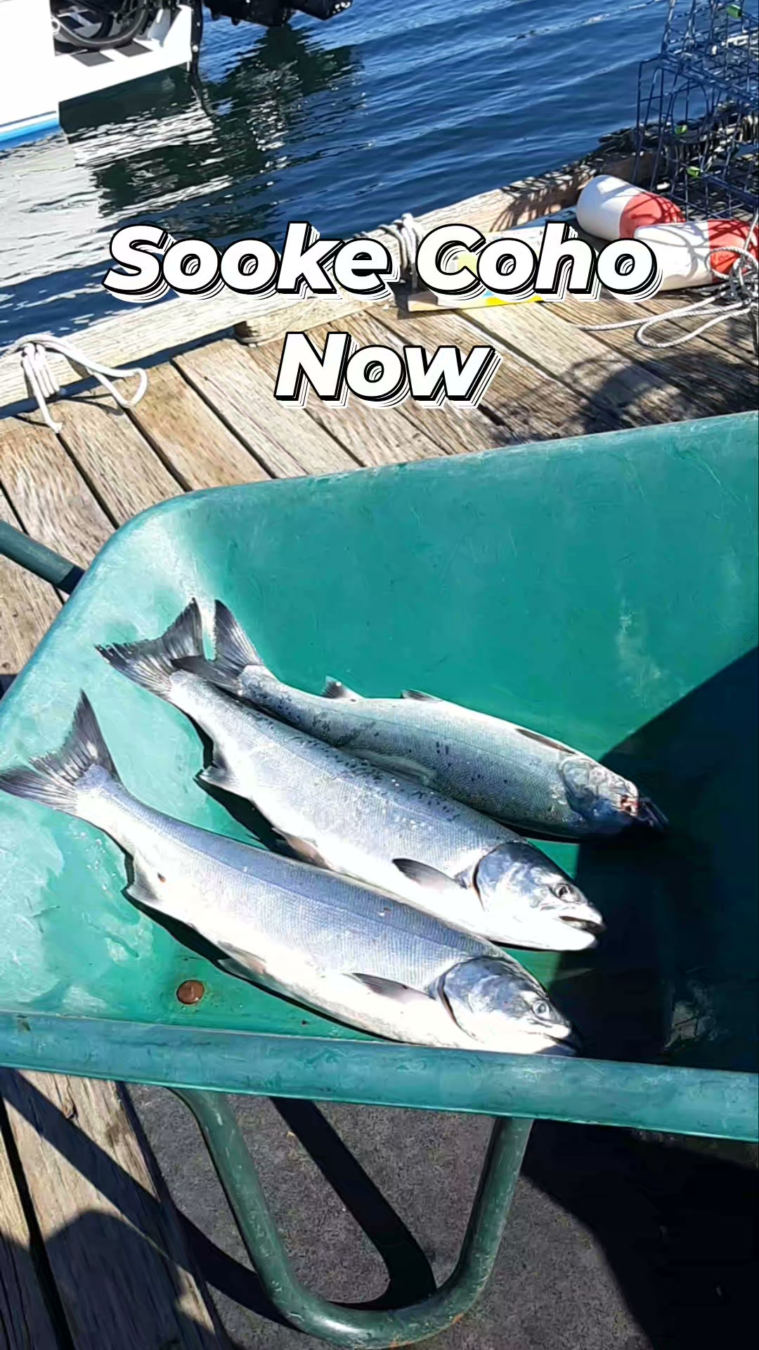 2 reel fishing adventures sooke Okuma Makaira Two-Speed Reels  J&H Tackle Experience saltwater fishing in Sooke