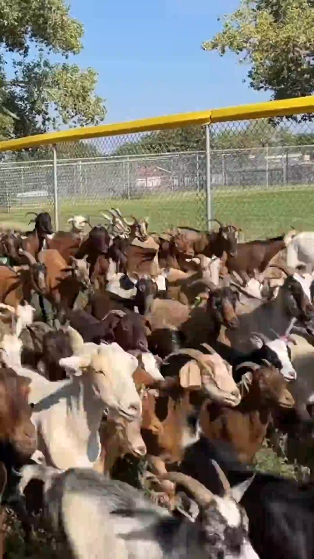 Galloping Goat Pumpkin Patch | Rio Rancho NM